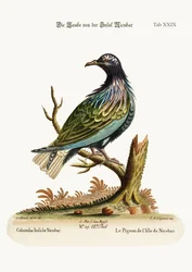 The Pigeon from the Isle of Nicobar, 1749-73